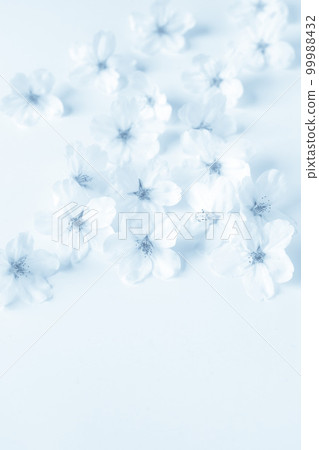 Background material of cherry blossom petals on a white background, Japanese-style cherry blossom petals, cherry blossom frame 99988432