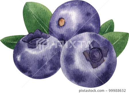 Blueberry watercolor png element Blueberry watercolor png element 99988632