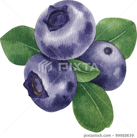 Blueberry watercolor png element 99988639
