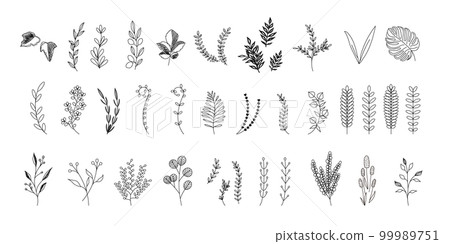 Set of botanical illustrations, wildflowers, wild leaves, botanicals 99989751