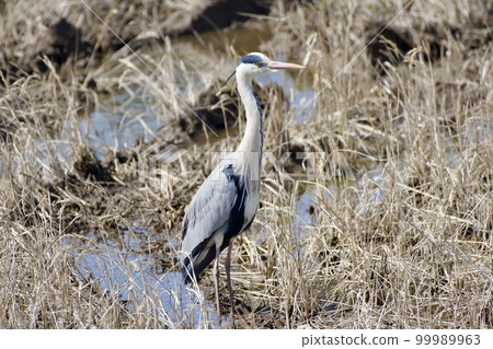 Gray heron heron / Japan 99989963
