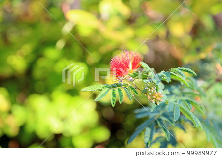Flowers of brassicaki Flowers of brassicaki 99989977
