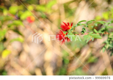 Flowers of brassicaki 99989978