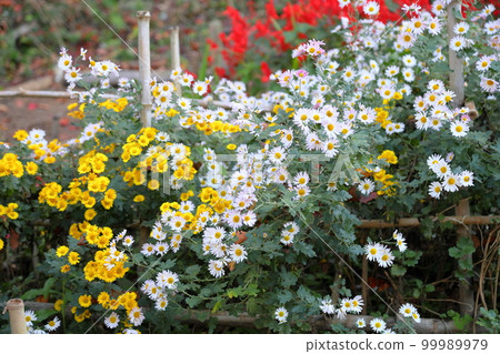 Chrysanthemum   99989979