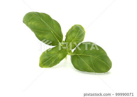 Sprig of basil on a white background Sprig of basil on a white background 99990071