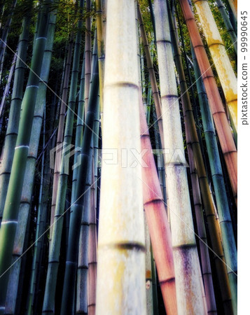 竹背景 99990645