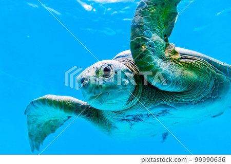 Okinawa Churaumi Aquarium ~Sea Turtle~ 99990686