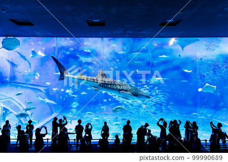 Okinawa Churaumi Aquarium ~Whale sharks in a large tank~ Okinawa Churaumi Aquarium ~Whale sharks in a large tank~ 99990689