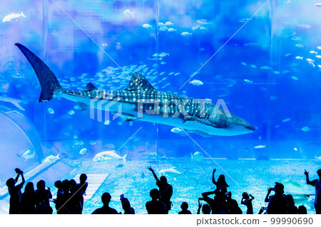 Okinawa Churaumi Aquarium ~Whale sharks in a large tank~ Okinawa Churaumi Aquarium ~Whale sharks in a large tank~ 99990690