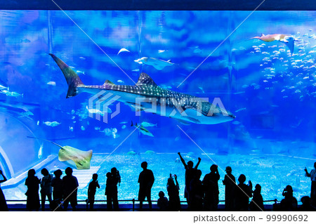 沖繩美麗海水族館～大缸中的鯨鯊～ 99990692