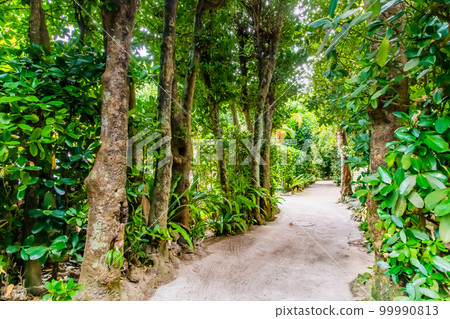 沖繩Bise Fukugi綠樹成蔭的樹 99990813