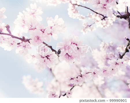Cherry blossom illustration background material Cherry blossom illustration background material 99990901