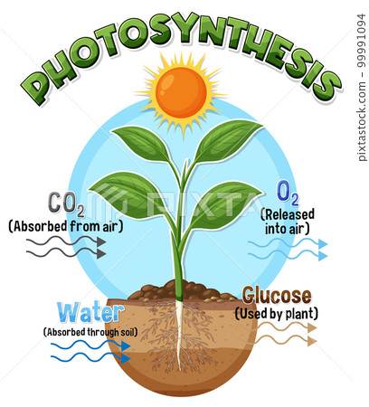 Diagram of Photosynthesis for biology and life science education Diagram of Photosynthesis for biology and life science education 99991094