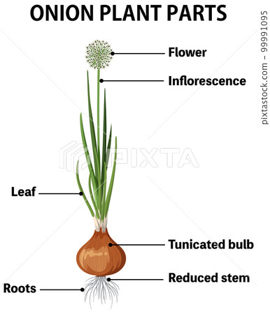 Diagram showing parts of onion Diagram showing parts of onion 99991095