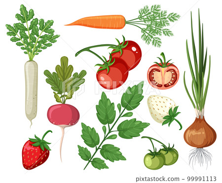 Set of vegetables on white background Set of vegetables on white background 99991113