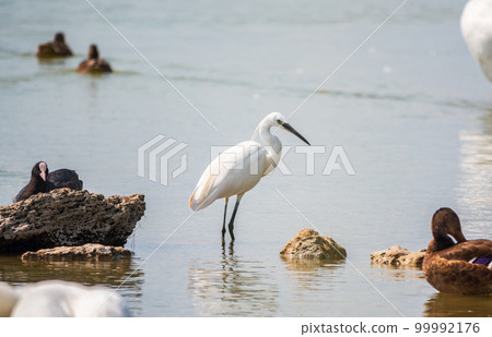 The small white heron or Little egret stands in the lake 99992176