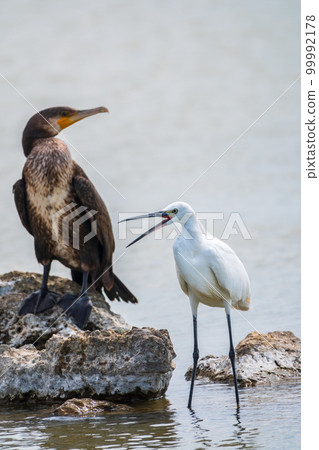 Small white heron, or Little egret, Egretta garzetta, and Great cormorant, Phalacrocorax carbo, sitting on a cliff and looking for fish in shallow water 99992178