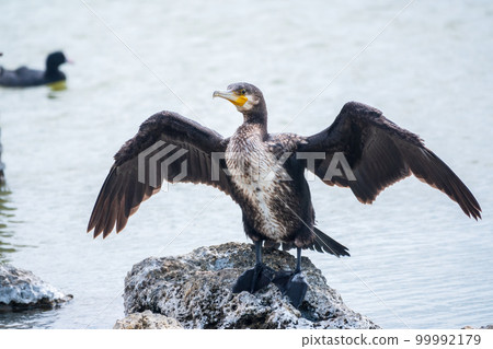 Great cormorant, Phalacrocorax carbo, sits on stone and dries its wings on the wind. 99992179