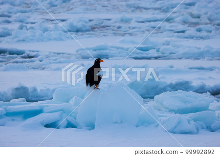 鷹，虎頭海雕，北海道，鄂霍次克海，遊船，遊輪，流冰 99992892
