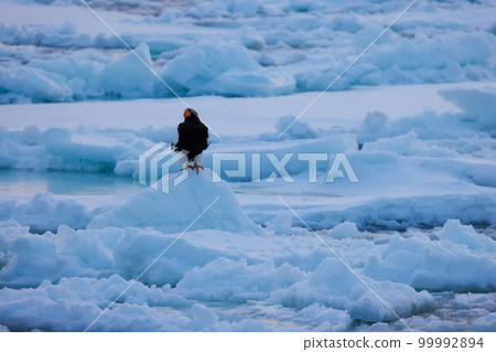 鷹，虎頭海雕，北海道，鄂霍次克海，遊船，遊輪，流冰 99992894