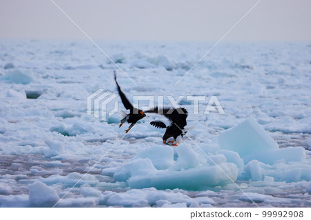 Eagle, Steller's sea eagle, Hokkaido, Sea of Okhotsk, pleasure boat, cruise ship, drift ice Eagle, Steller's sea eagle, Hokkaido, Sea of Okhotsk, pleasure boat, cruise ship, drift ice 99992908