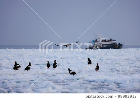 Eagle, Steller's sea eagle, Hokkaido, Sea of Okhotsk, pleasure boat, cruise ship, drift ice Eagle, Steller's sea eagle, Hokkaido, Sea of Okhotsk, pleasure boat, cruise ship, drift ice 99992912