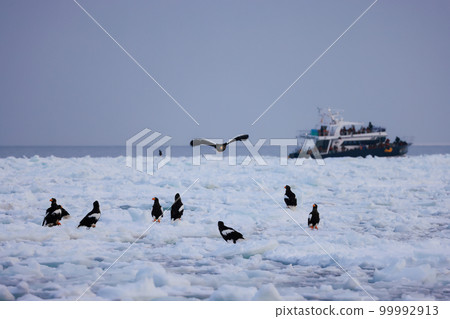 Eagle, Steller's sea eagle, Hokkaido, Sea of Okhotsk, pleasure boat, cruise ship, drift ice Eagle, Steller's sea eagle, Hokkaido, Sea of Okhotsk, pleasure boat, cruise ship, drift ice 99992913