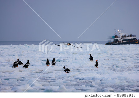鷹,虎頭海雕,北海道,鄂霍次克海,遊船,遊輪,流冰 鷹,虎頭海雕,北海道,鄂霍次克海,遊船,遊輪,流冰 99992915