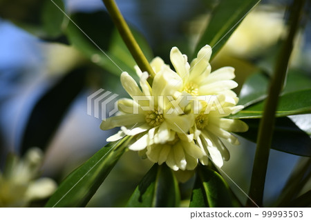 Flower of a fish 99993503