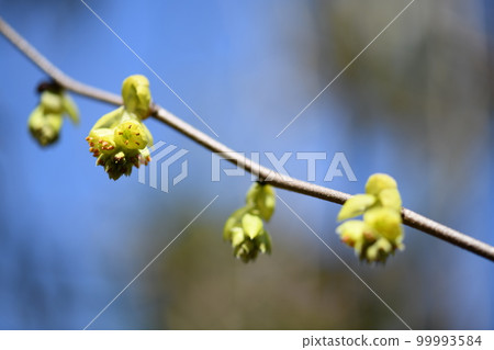 Corylopsis spicum（土佐水木）的花 99993584