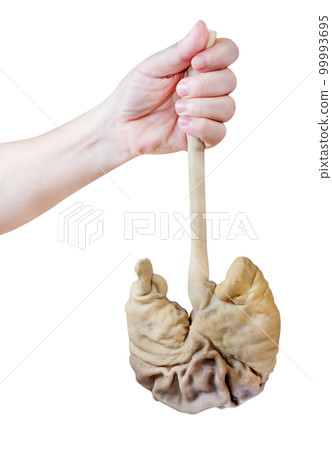 Hand holding pork stomach isolated 99993695