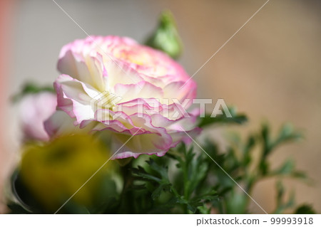 毛茛屬（毛茛科） 99993918