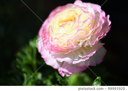 毛茛屬(毛茛科) 毛茛屬(毛茛科) 99993920