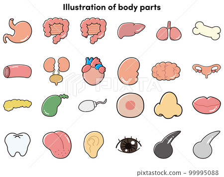 Various human body parts (internal organs etc.) set 99995088