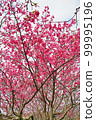 沖繩_粉色櫻花2 99995196