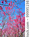 沖繩_粉色櫻花1 99995198