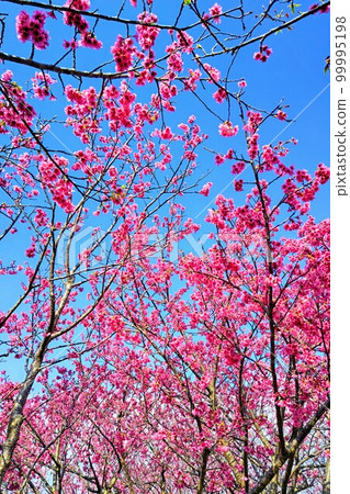 Okinawa _ pink cherry blossoms 1 Okinawa _ pink cherry blossoms 1 99995198