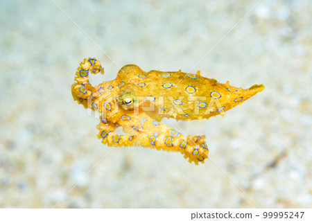 偉大的摩門教章魚 偉大的摩門教章魚 99995247