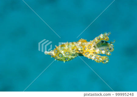 Great Mormon octopus Great Mormon octopus 99995248