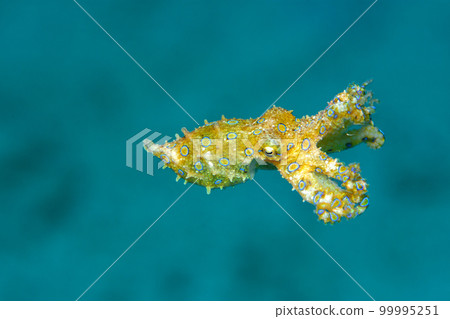 Great Mormon octopus Great Mormon octopus 99995251