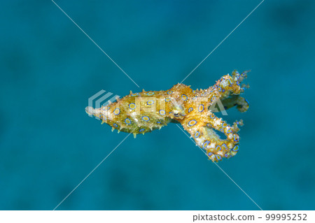 Great Mormon octopus Great Mormon octopus 99995252