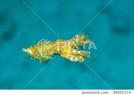 偉大的摩門教章魚 偉大的摩門教章魚 99995254