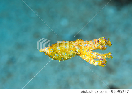 偉大的摩門教章魚 99995257