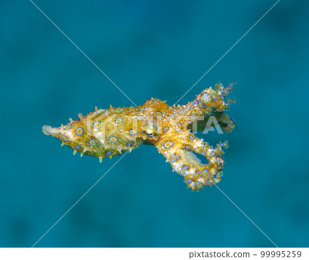 Great Mormon octopus 99995259