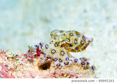 偉大的摩門教章魚 偉大的摩門教章魚 99995263