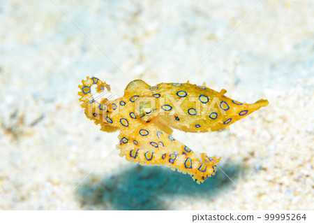 偉大的摩門教章魚 偉大的摩門教章魚 99995264