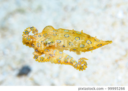 偉大的摩門教章魚 偉大的摩門教章魚 99995266