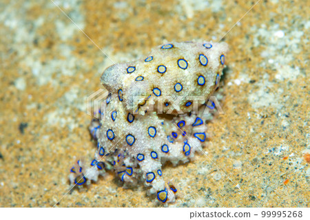 偉大的摩門教章魚 偉大的摩門教章魚 99995268