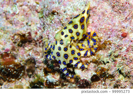 偉大的摩門教章魚 偉大的摩門教章魚 99995273