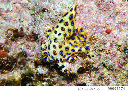 偉大的摩門教章魚 偉大的摩門教章魚 99995274